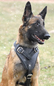 dog training harness for malinois